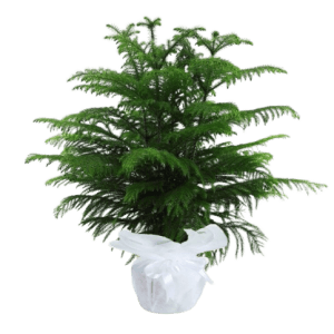 Arakorya Çam Bitkisi