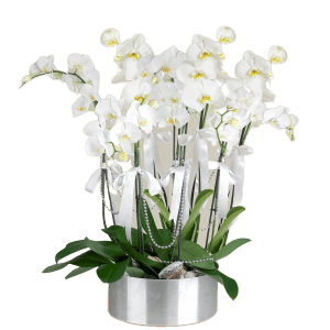 Beyaz Orkide Tasarım