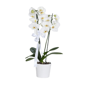 Seramikte Çift Dallı Beyaz Orkide