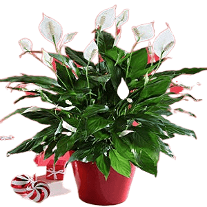 Spatifilyum Barış Çiçeği